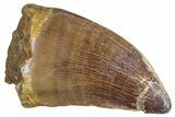 Large, Fossil Mosasaur (Prognathodon) Tooth - Morocco #286367-1